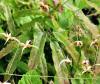 Epimedium Wushanens...